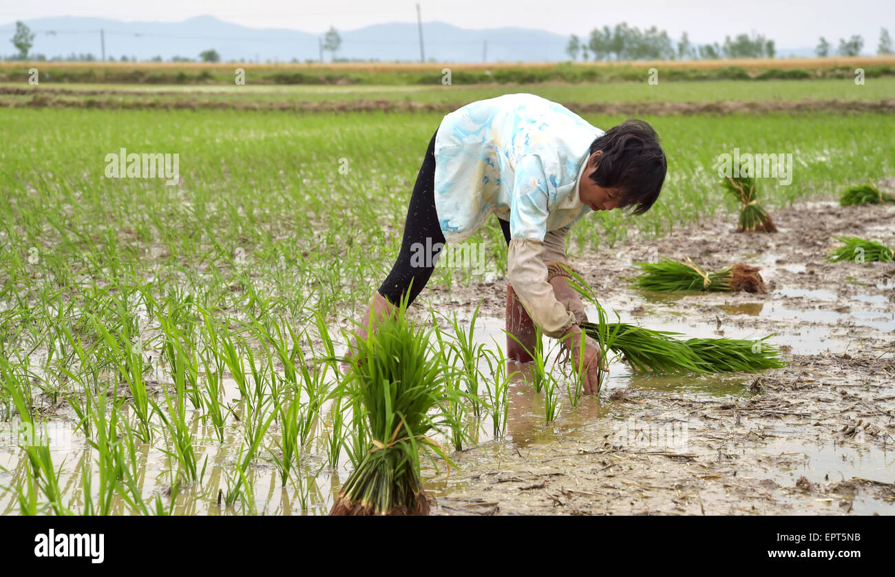 China panda rice hi-res stock photography and images - Alamy