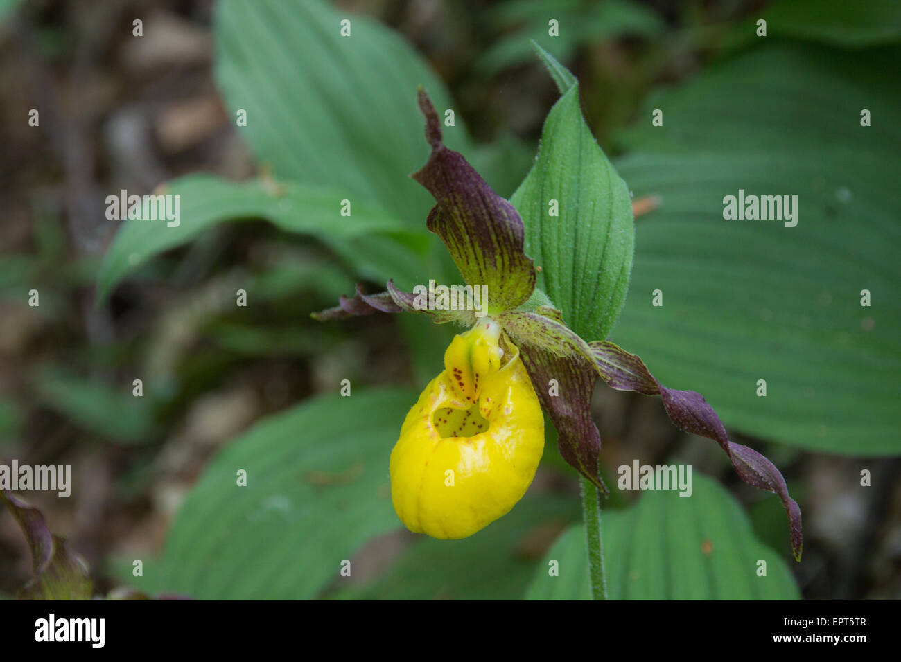 A close-up of a Large Yellow Lady's Slipper in a Pennsylvania forest. Stock Photo