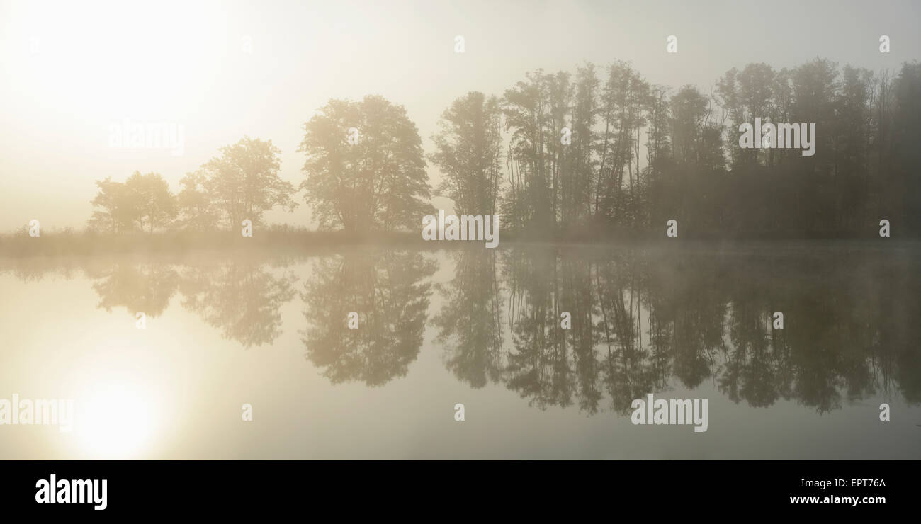 Common Alder (Alnus glutinosa) Trees beside Lake in Early Morning in Autumn, Bavaria, Germany Stock Photo