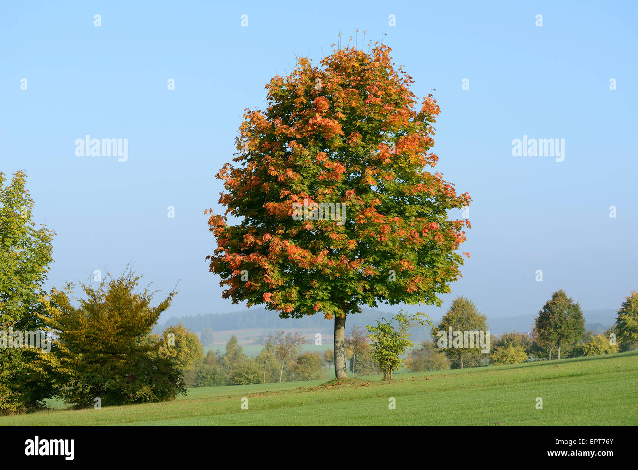 Norway Maple (Acer platanoides) Tree in Autumn, Bavaria, Germany Stock ...