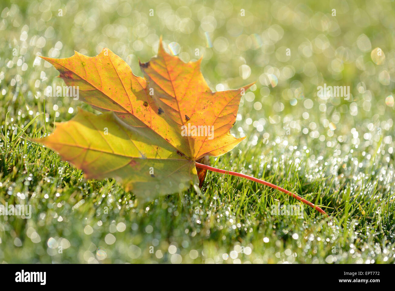 Close-up of Norway Maple (Acer platanoides) Leaf on Grass in Autumn, Bavaria, Germany Stock Photo