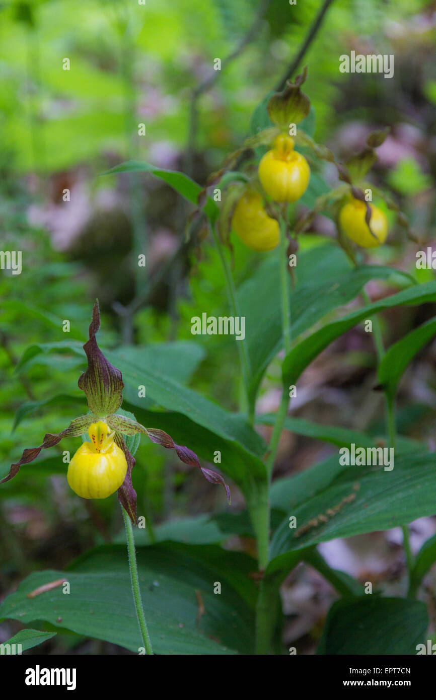 A bunch of Yellow Lady's Slippers, or wild orchids in an open woodlot. Stock Photo