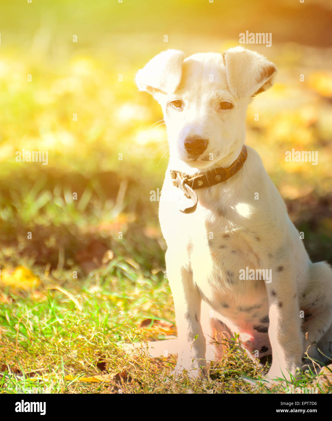 Cute small dog portrait Stock Photo