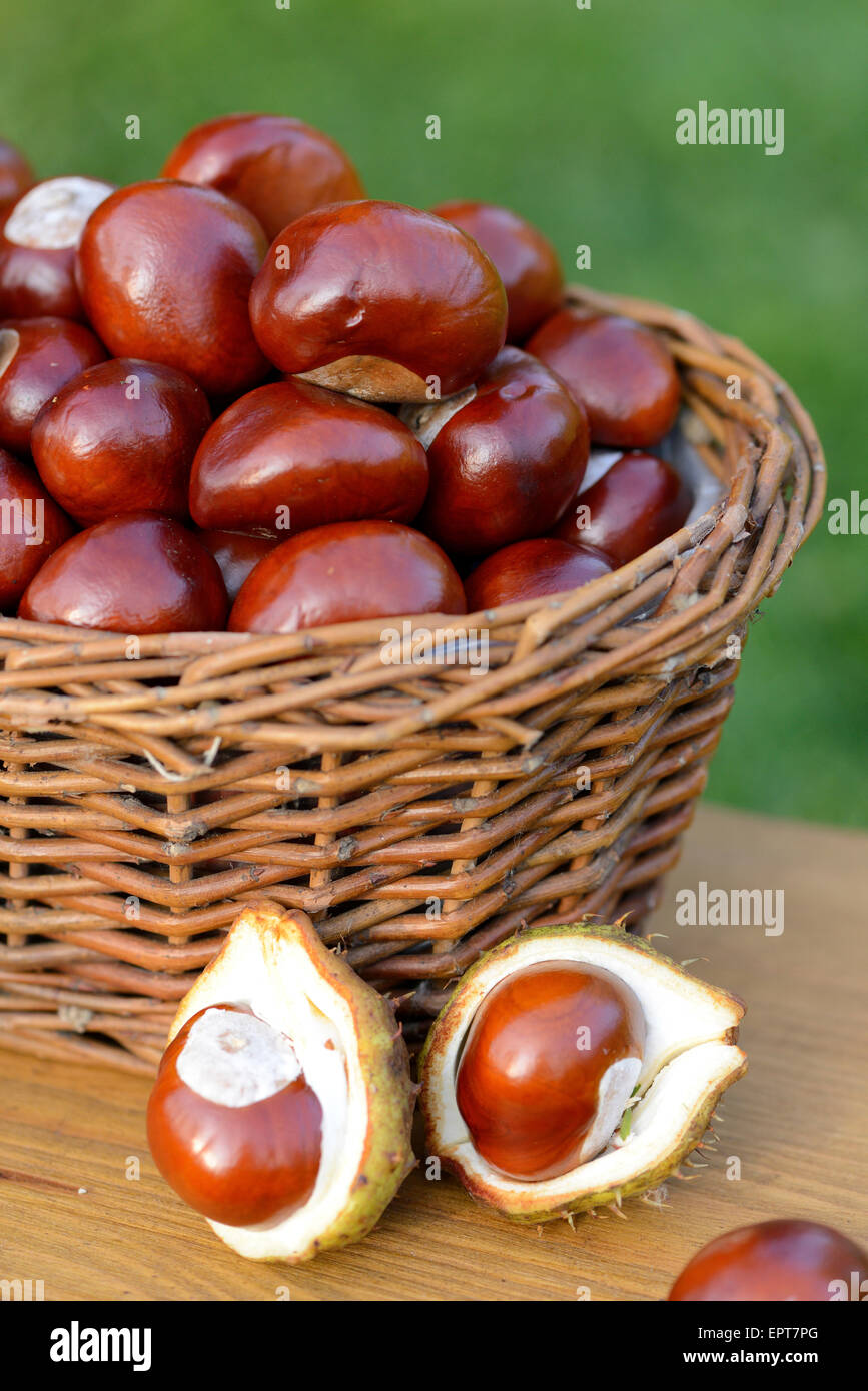 Close-up of horse-chestnuts (Aesculus hippocastanum) in a basket outdoors in summer, Bavaria, Germany Stock Photo