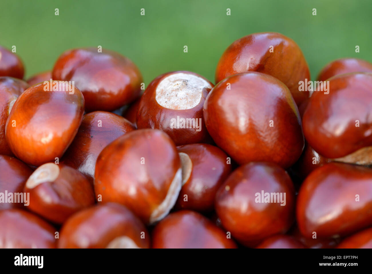 Closeup of horsechestnuts (Aesculus hippocastanum) in summer, Bavaria