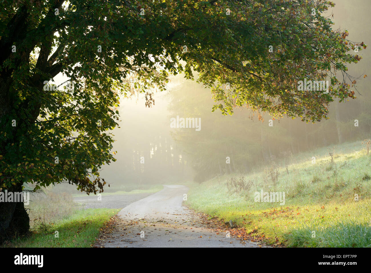 Scenic view of tree branches hanging over a pathway on a foggy morning ...
