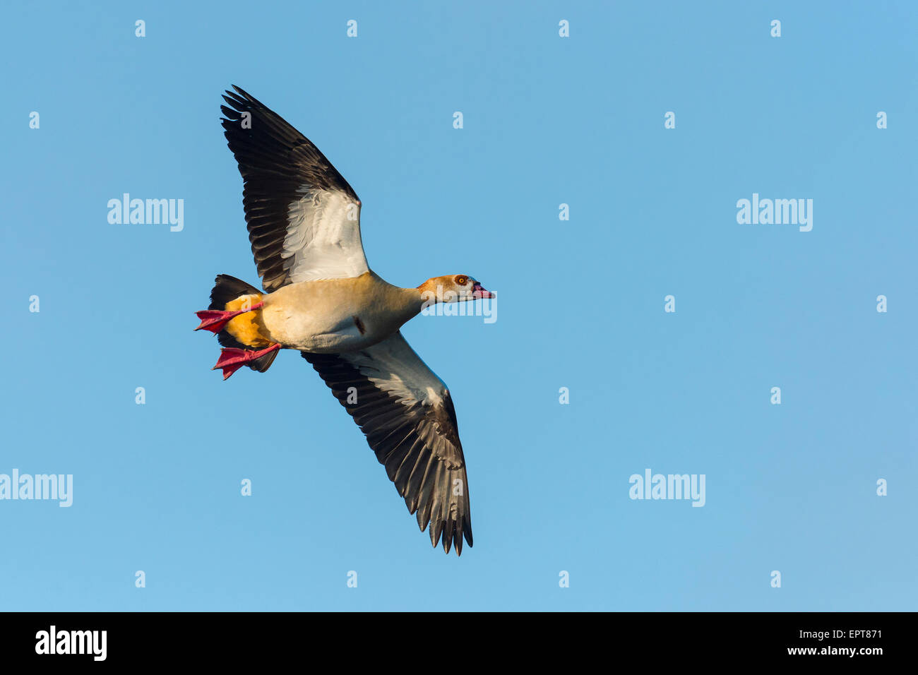 Egyptian goose (Alopochen aegyptiacus), flying against blue sky, Hesse, Germany, Europe Stock Photo