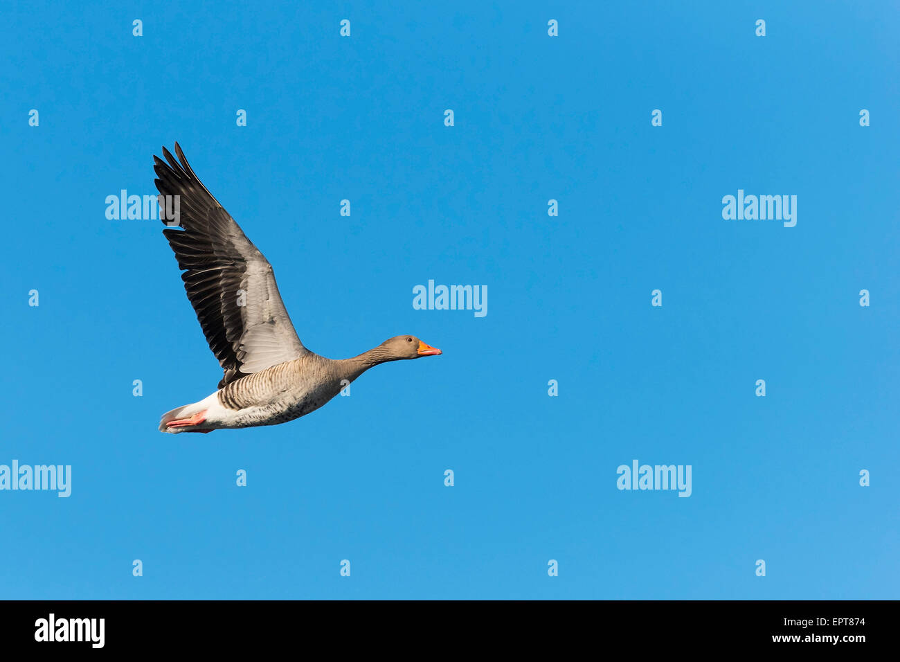 Greylag goose (Anser anser), flying against blue sky, Hesse, Germany, Europe Stock Photo