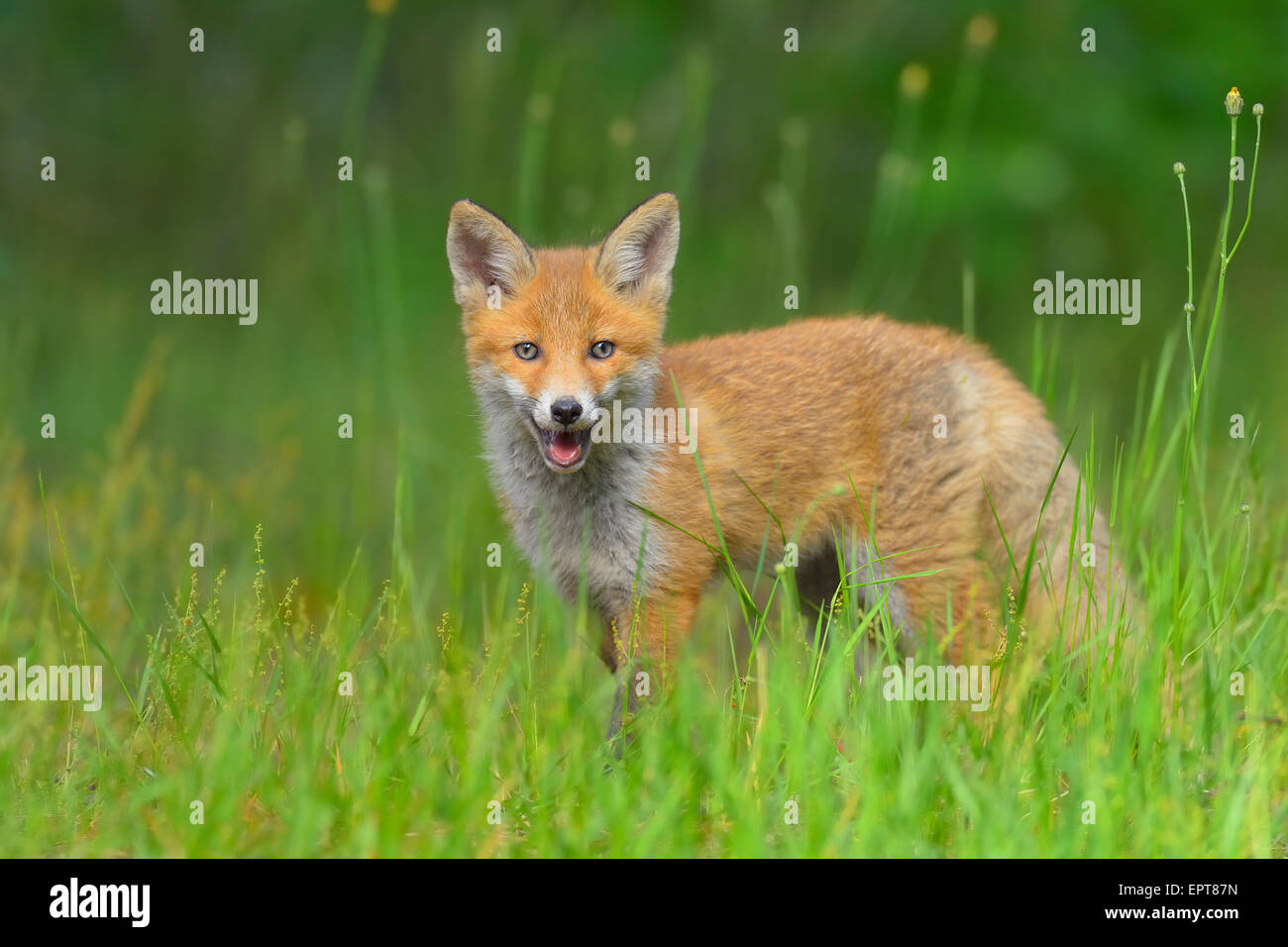 Young Red Fox, Vulpes vulpes, Hesse, Germany, Europe Stock Photo