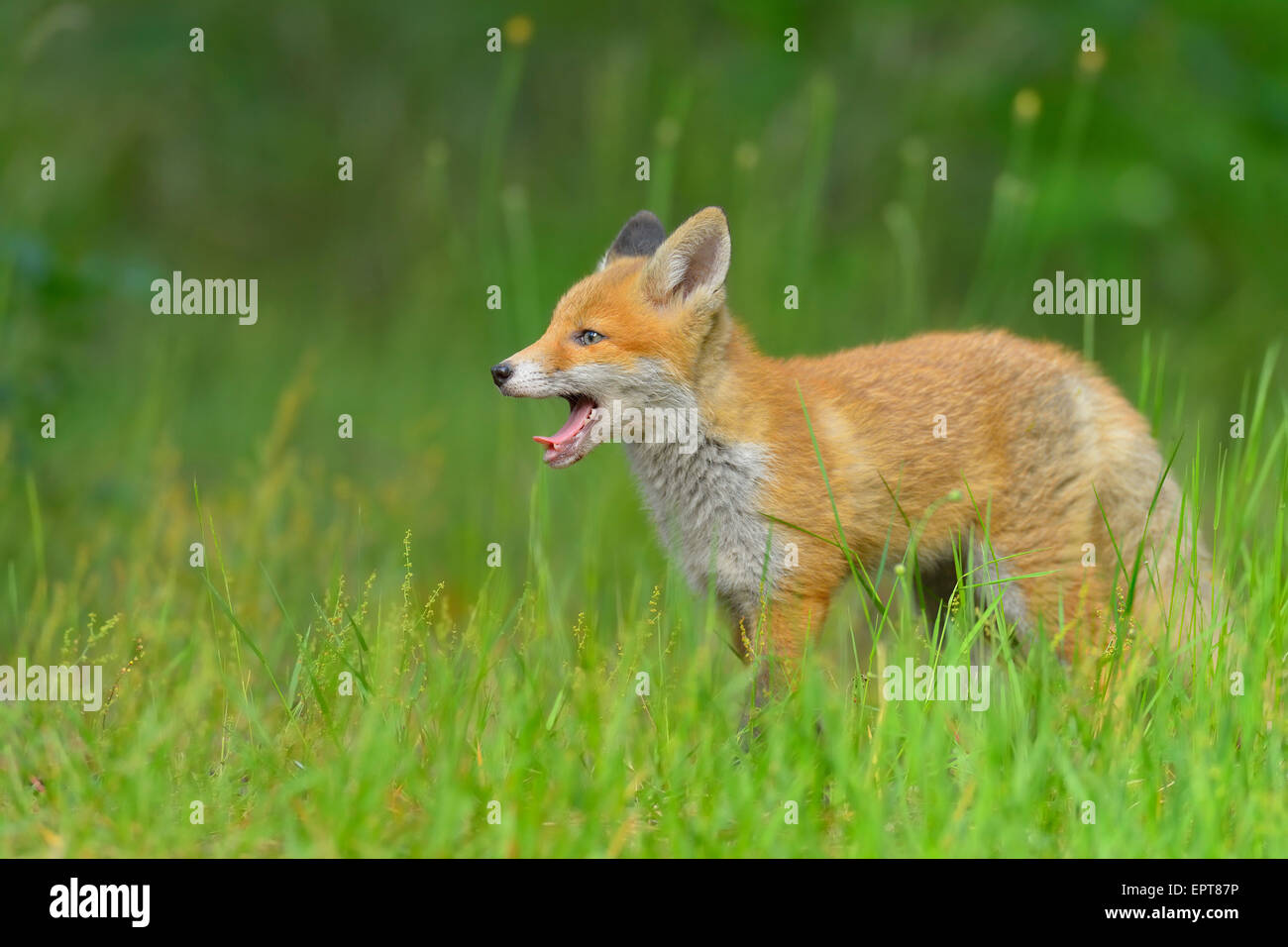 Young Red Fox, Vulpes vulpes, Hesse, Germany, Europe Stock Photo