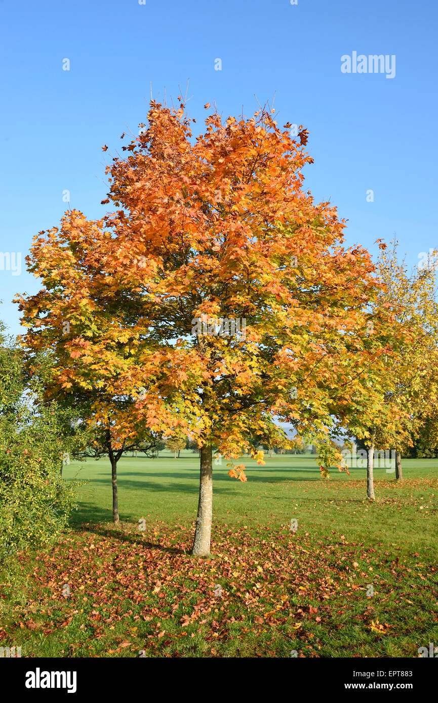 Scenic view of a Norway maple (Acer platanoides) tree in autumn, Upper ...