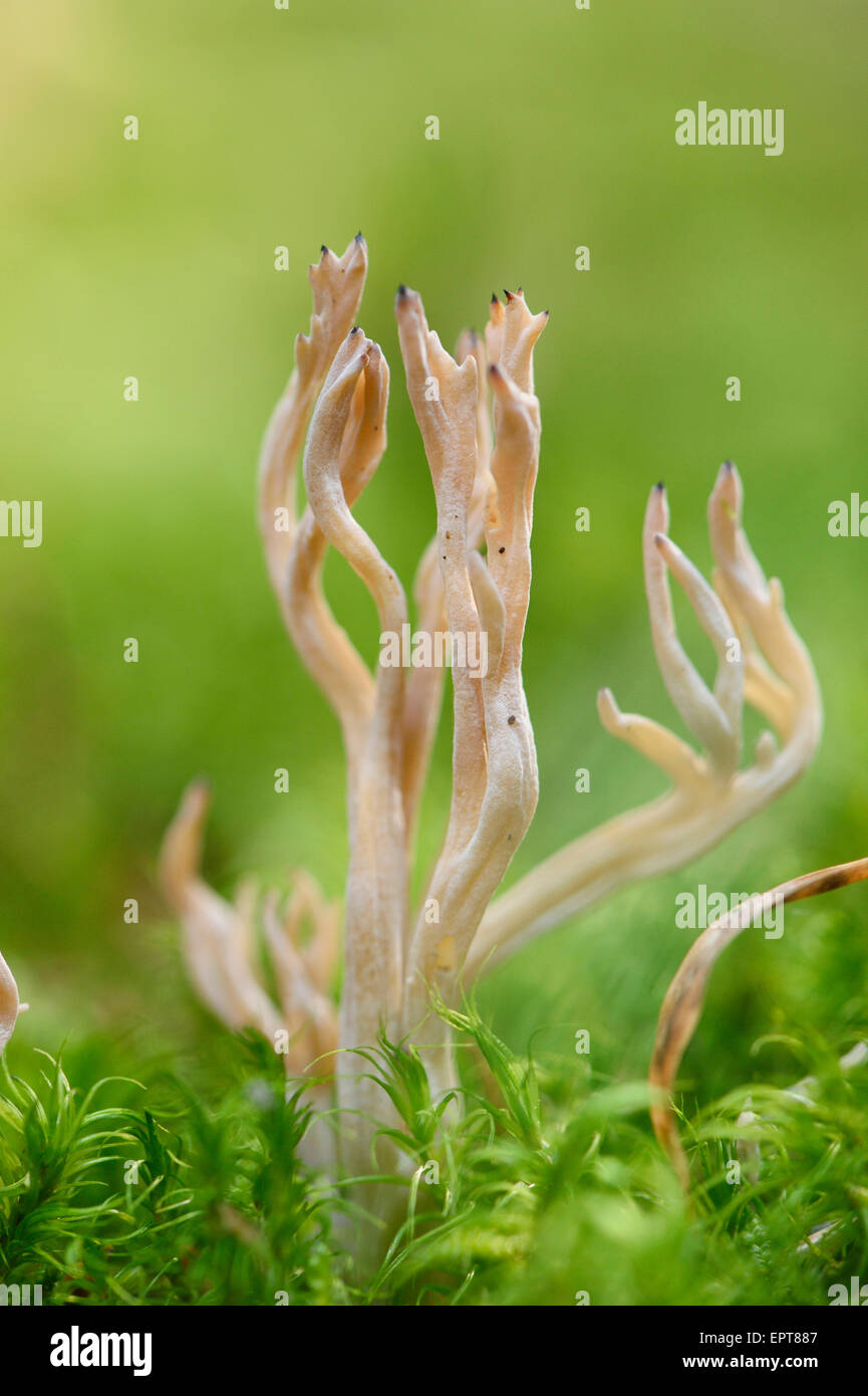 Close-up of a white coral fungus (Clavaria coralloides) in a forest in autumn, Upper Palatinate, Bavaria, Germany Stock Photo
