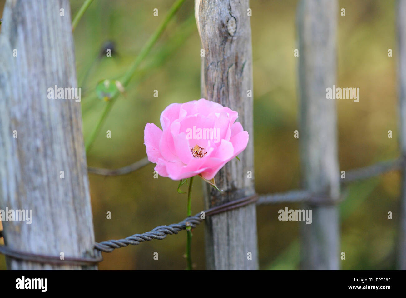 A pink rose growing around a wooden fence, Bavaria, Germany Stock Photo ...