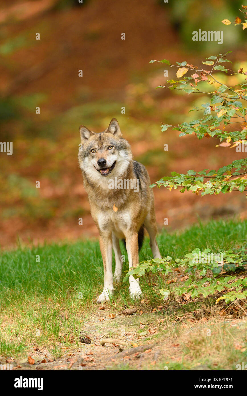 Portrait of Eurasian Wolf (Canis lupus lupus) in Autumn, Bavarian Forest National Park, Bavaria, Germany Stock Photo