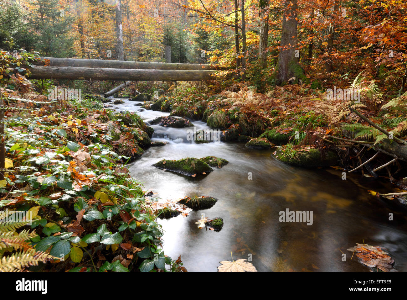 Landscape of a river (Kleine Ohe) flowing through the forest in autumn, Bavarian Forest National Park, Bavaria, Germany Stock Photo