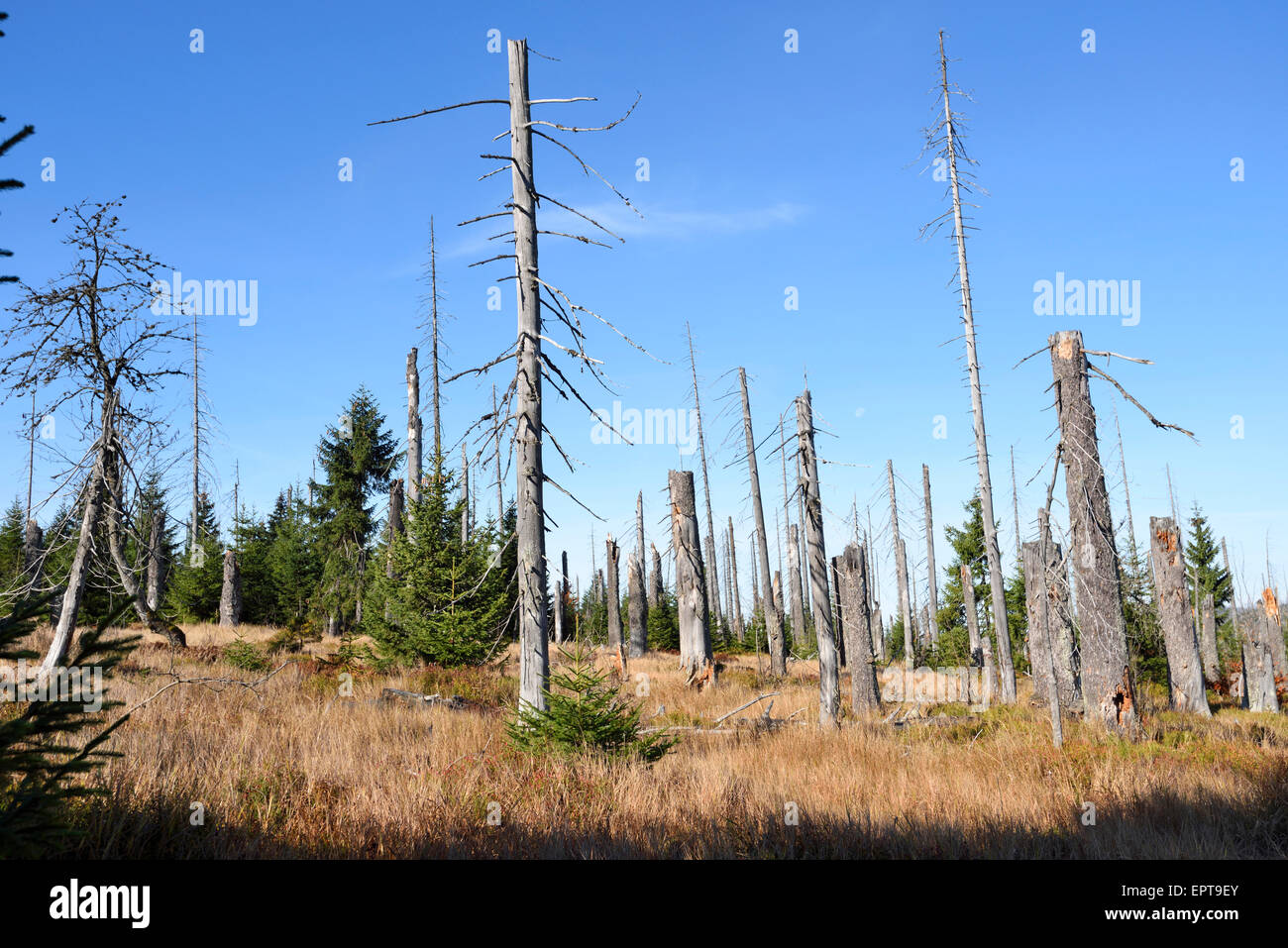 Forest with dead, Norway spruce trees killed by bark beetle (Scolytidae ...