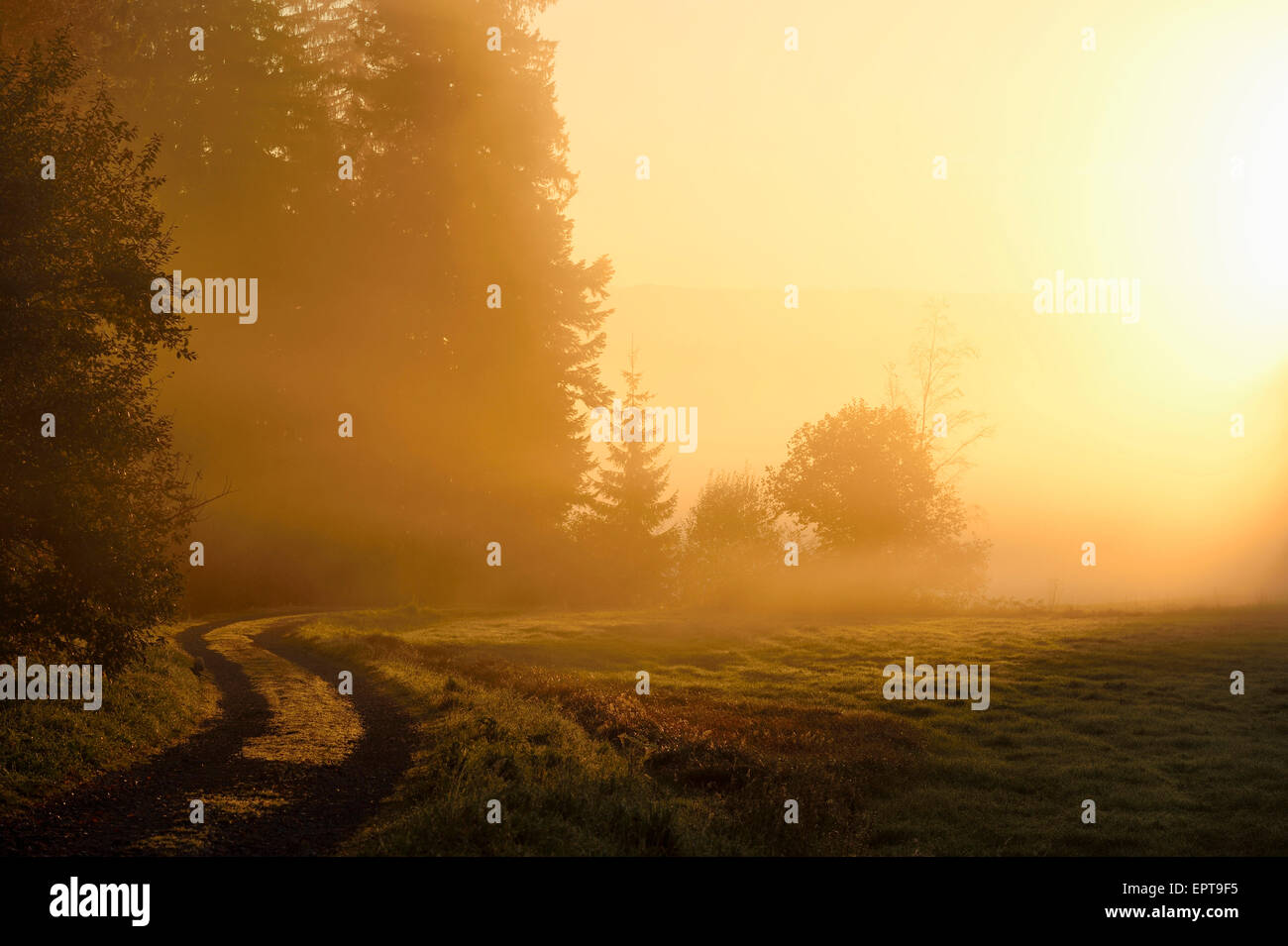 Landscape at sunrise, glowing on an early, foggy morning, Bavarian Forest National Park, Bavaria, Germany Stock Photo