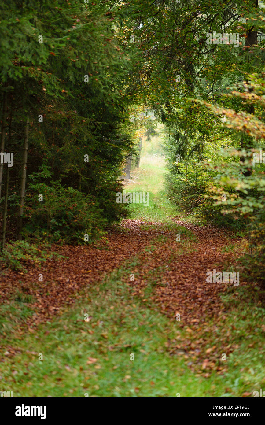 A new trail going through the forest, with Norway spruce and European beech trees in autumn, Upper Palatinate, Bavaria, Germany Stock Photo