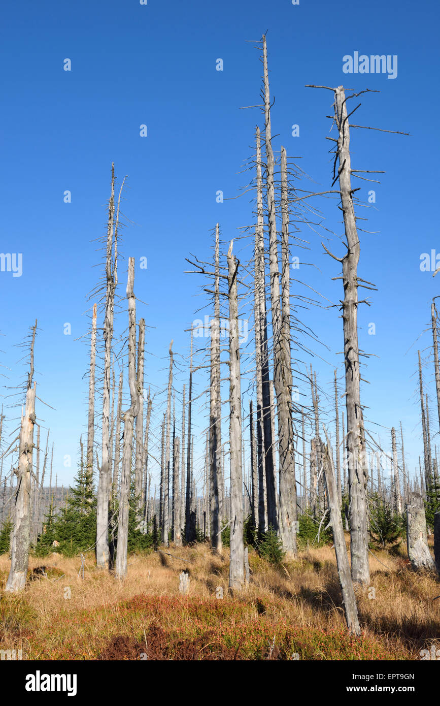 Forest with dead, Norway spruce trees killed by bark beetle (Scolytidae ...