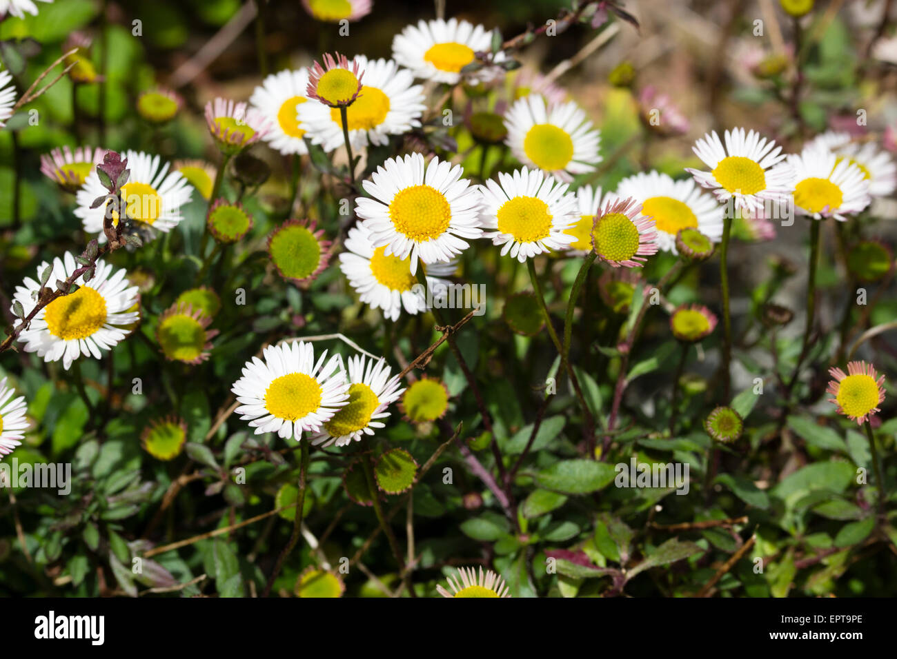 Small daisy flowers of the Mexican fleabane, Erigeron karvinskianus, a good plant for dry walls and crevices Stock Photo