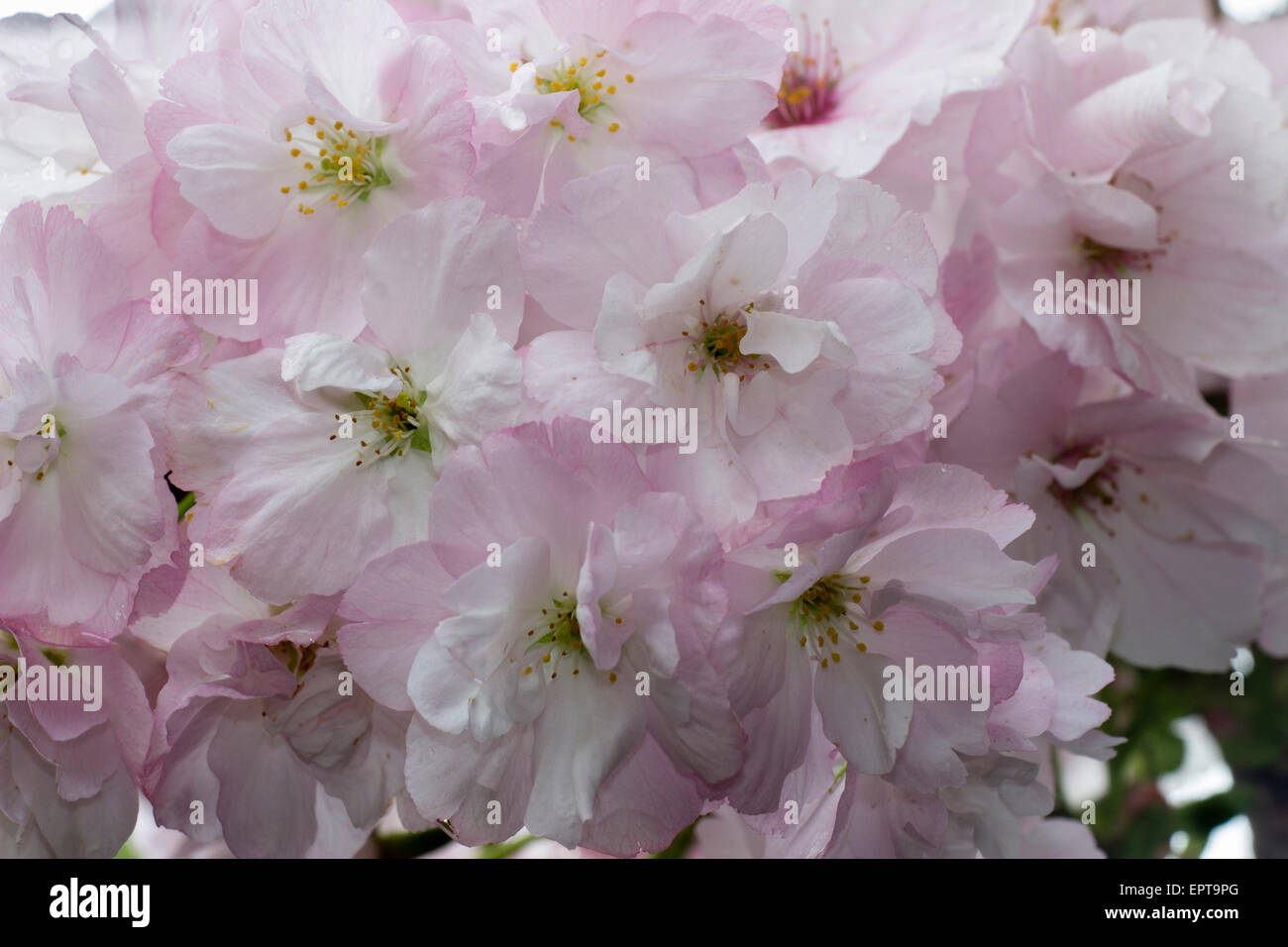 Massed flowers of the upright Japanese flowering cherry, Prunus 'Amanogawa' Stock Photo