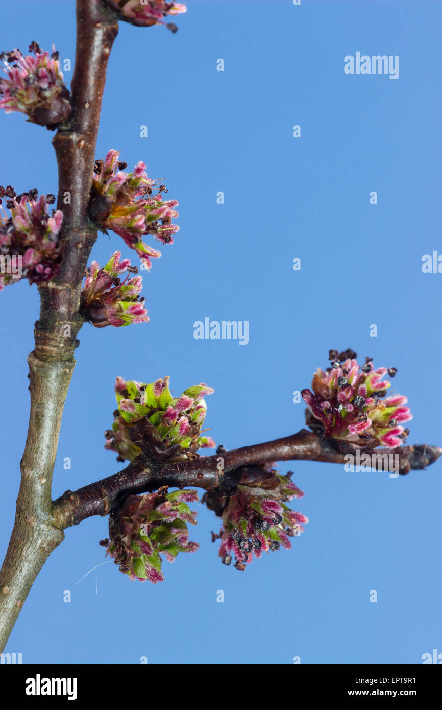 Early April flowers of the hybrid Huntingdon elm, Ulmus x hollandica 'Vegeta' Stock Photo Alamy