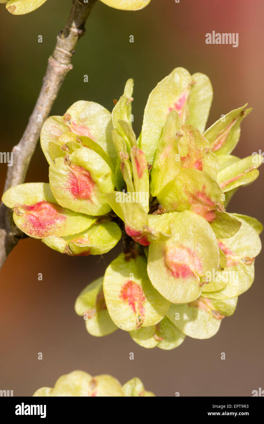 Seed of elm tree hires stock photography and images Alamy