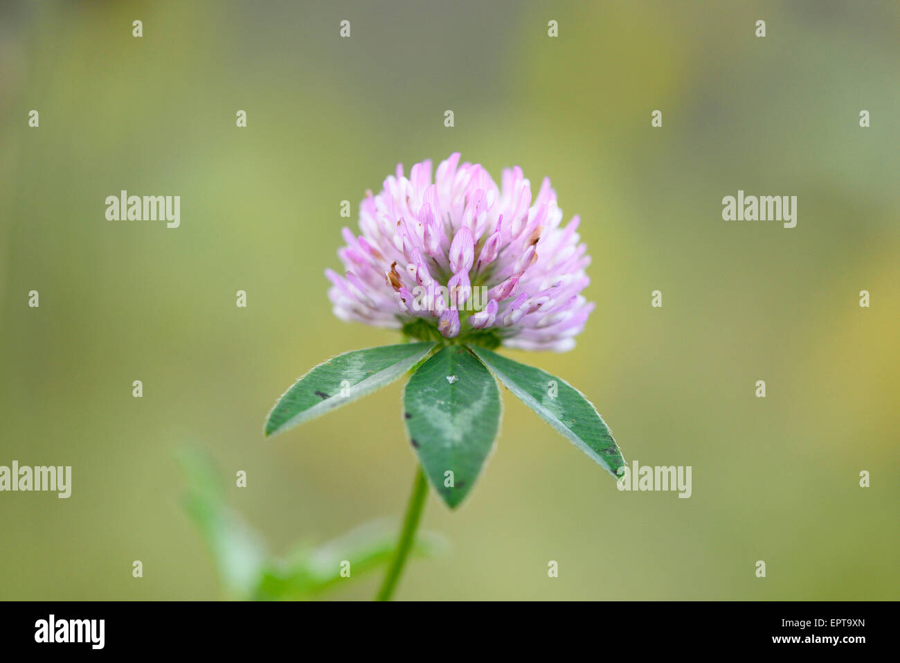 Close-up of Red Clover (Trifolium pratense) Blossom in Meadow in Autumn, Bavaria, Germany Stock Photo