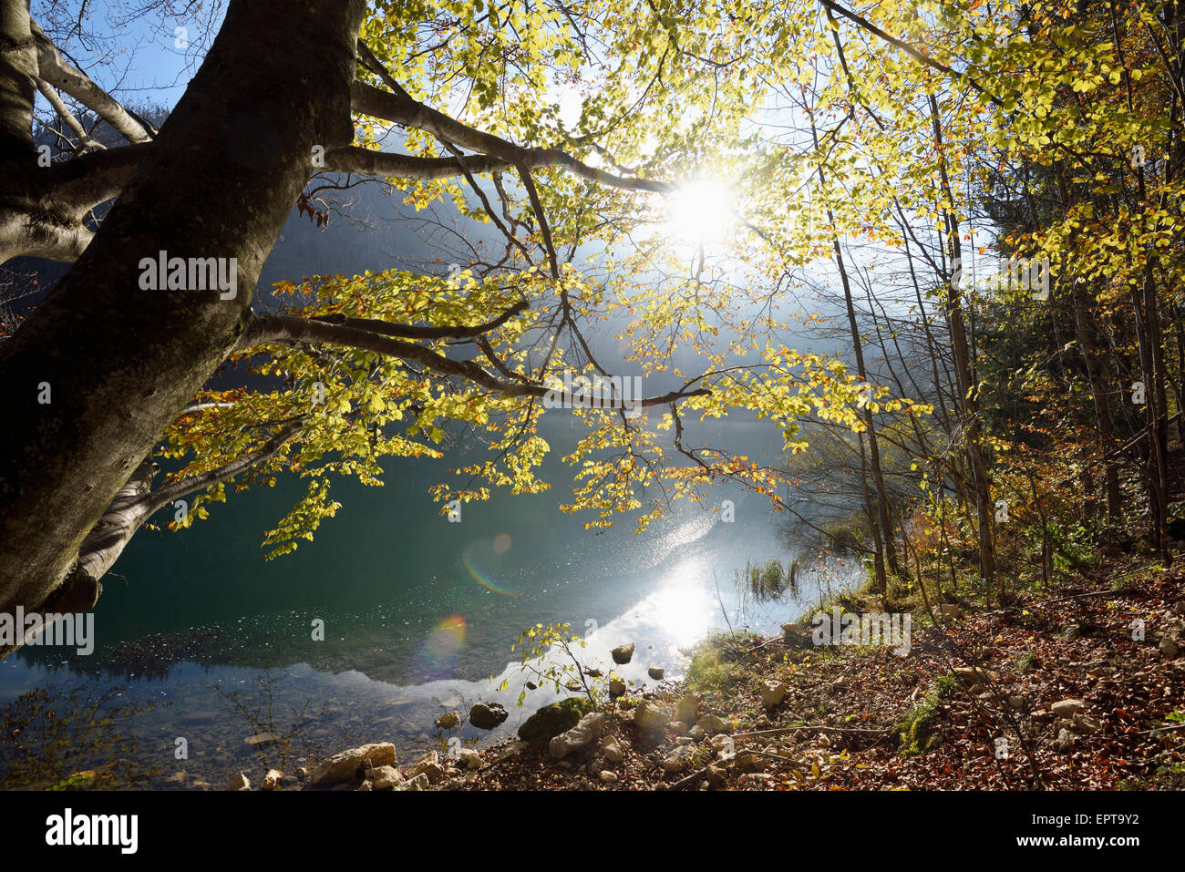 European Beech (Fagus sylvatica) Tree beside Langbathsee in Autumn, Austria Stock Photo