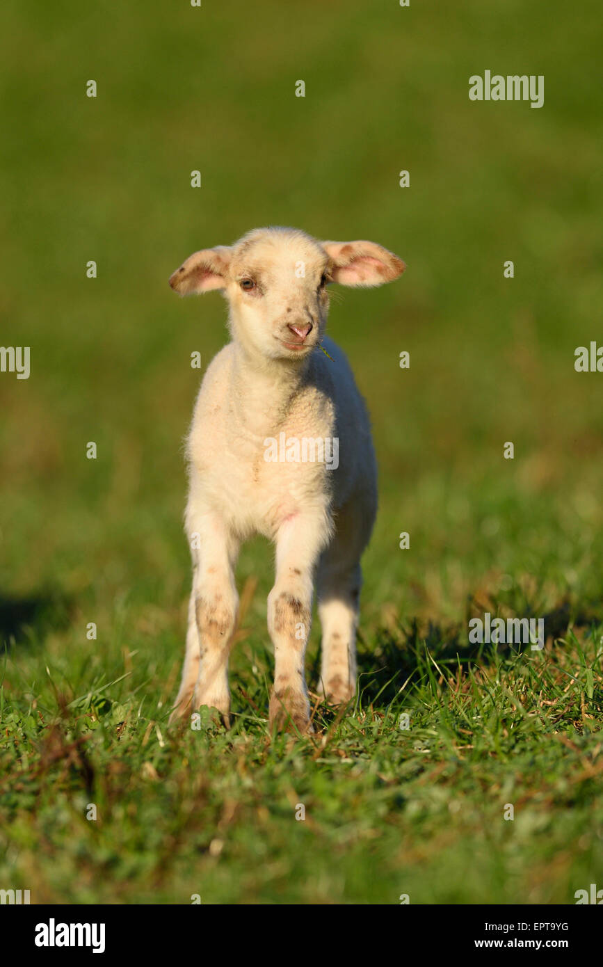 Portrait of Lamb (Ovis orientalis aries) on Meadow in Spring, Bavaria, Germany Stock Photo