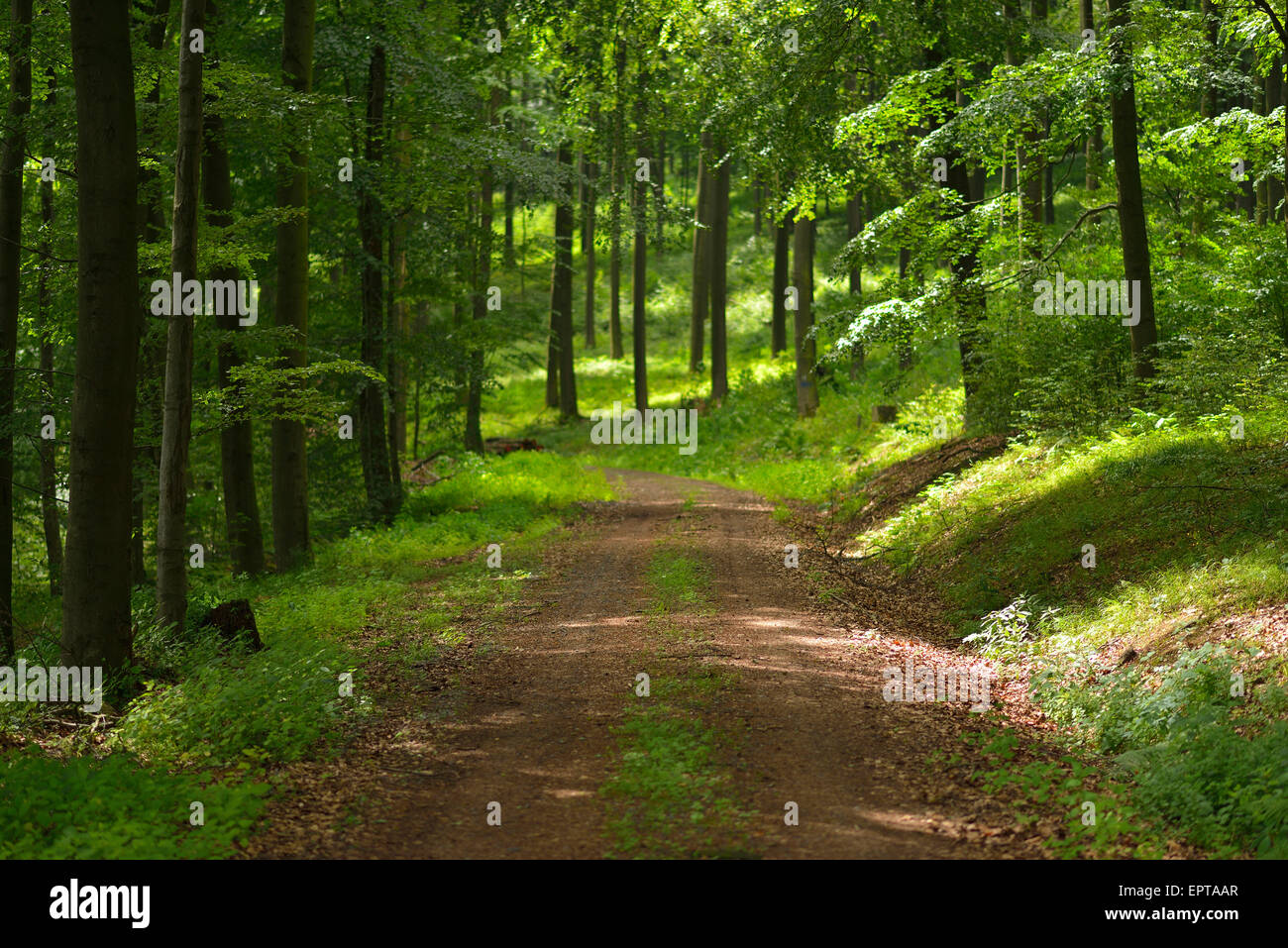 Dirt Road in Forest in Summer, Hoher Meissner, Werra-Meissner District, Hesse, Germany Stock Photo