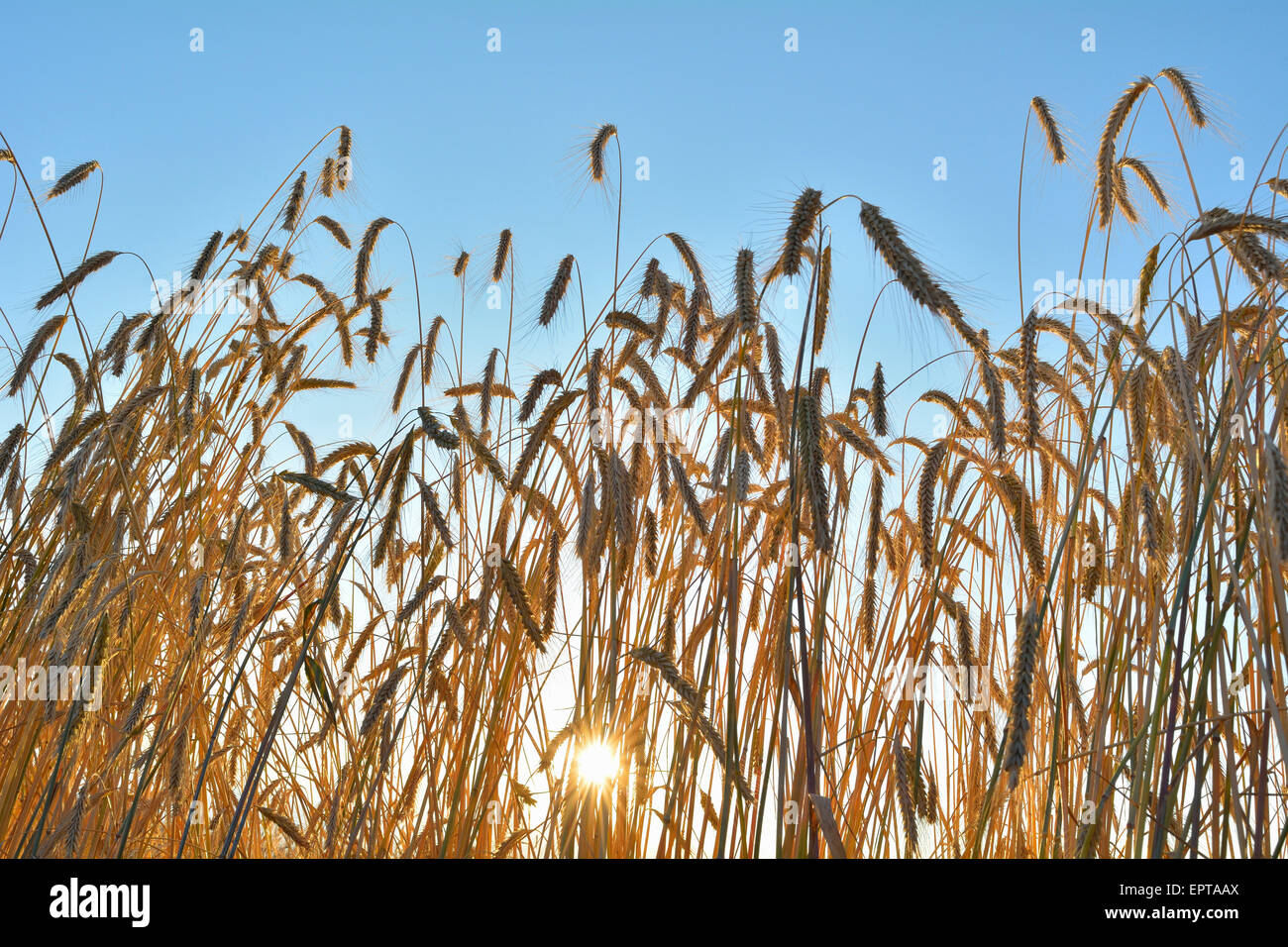 Durum Wheat (Triticum durum) with Sun in Summer, Ebenheid, Baden-Wurttemberg, Germany Stock Photo