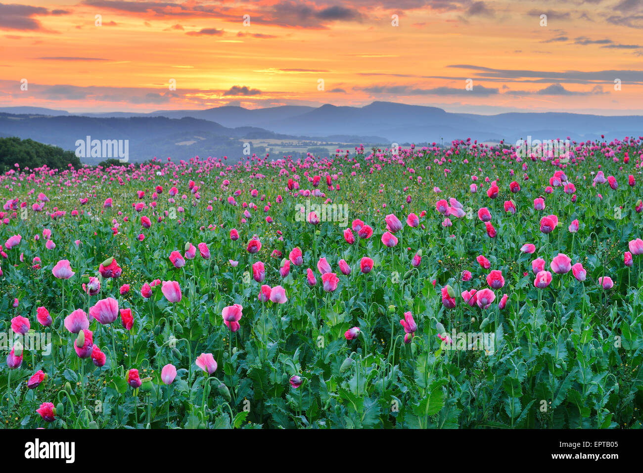 Opium Poppy Field (Papaver somniferum) at Sunrise, Summer, Germerode, Hoher Meissner, Werra Meissner District, Hesse, Germany Stock Photo