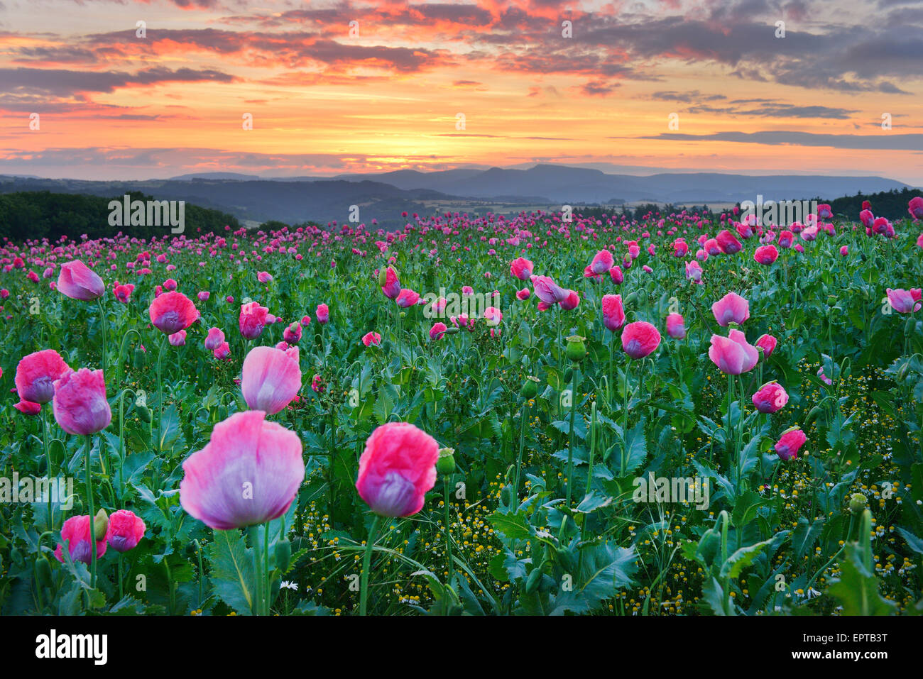 Opium Poppy Field (Papaver somniferum) at Sunrise, Summer, Germerode, Hoher Meissner, Werra Meissner District, Hesse, Germany Stock Photo