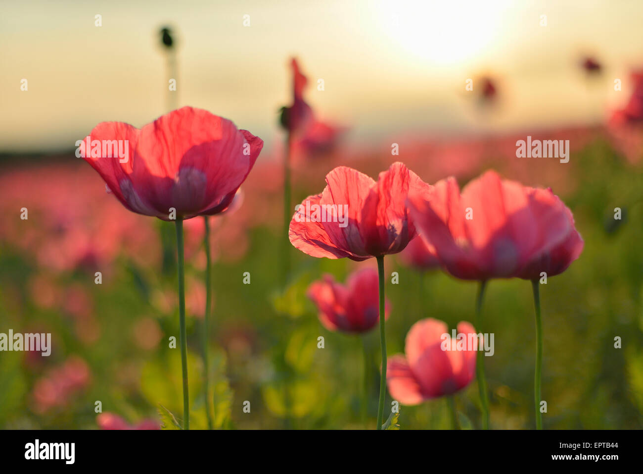 Close-up of Opium Poppies (Papaver somniferum)at Sunrise, Germerode, Hoher Meissner, Werra Meissner District, Hesse, Germany Stock Photo