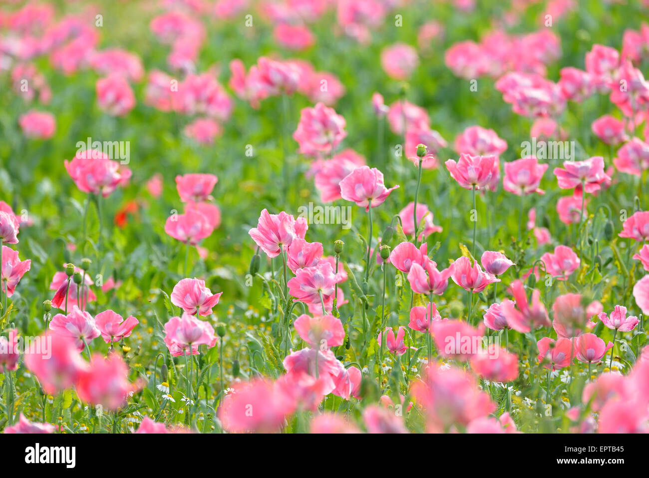 Close-up of Opium Poppy Field (Papaver somniferum) Summer, Germerode, Hoher Meissner, Werra Meissner District, Hesse, Germany Stock Photo