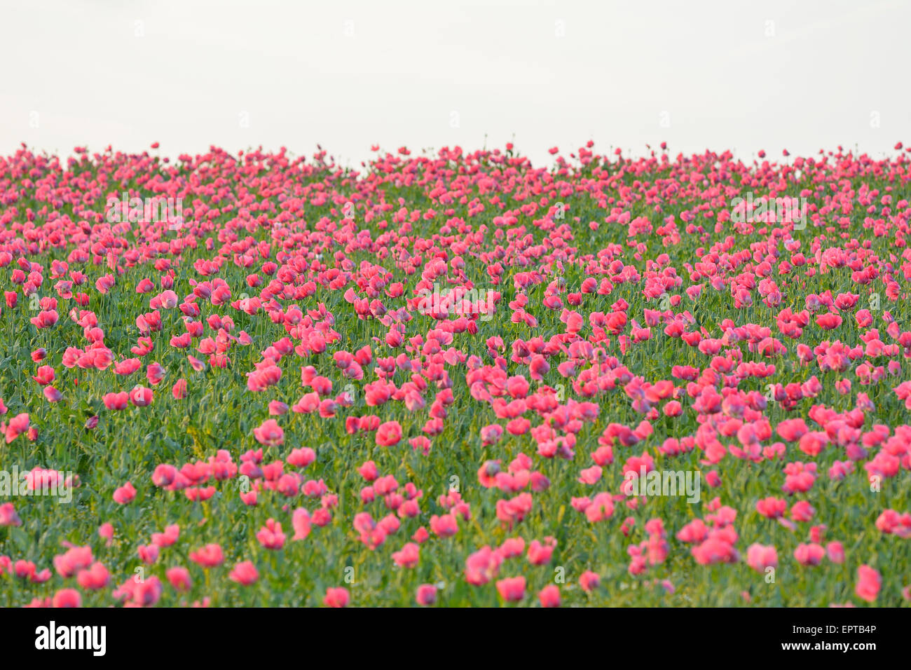 Opium Poppy Field (Papaver somniferum) Summer, Germerode, Hoher Meissner, Werra Meissner District, Hesse, Germany Stock Photo