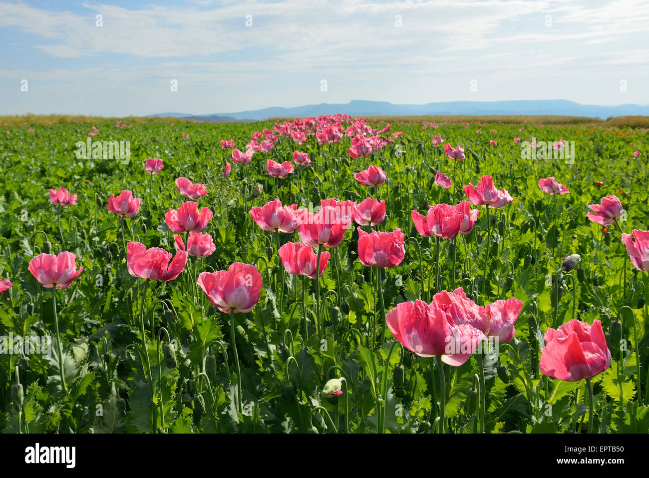 Opium Poppy Field (Papaver somniferum) Summer, Germerode, Hoher Meissner, Werra Meissner District, Hesse, Germany Stock Photo