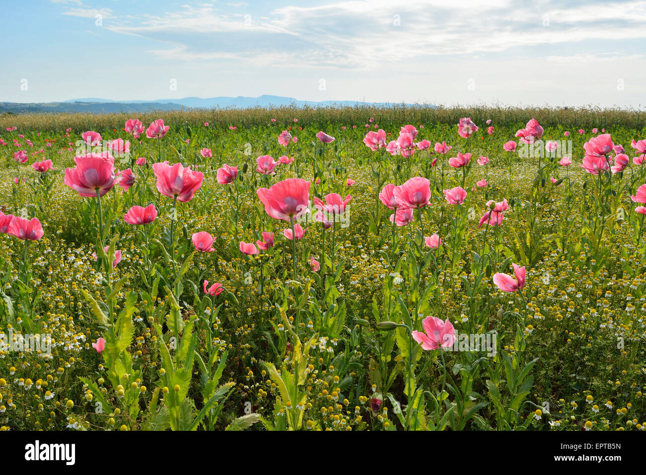 Opium Poppies (Papaver somniferum) and Chamomile (Matricaria chamomilla) Hoher Meissner, Werra Meissner District, Hesse, Germany Stock Photo