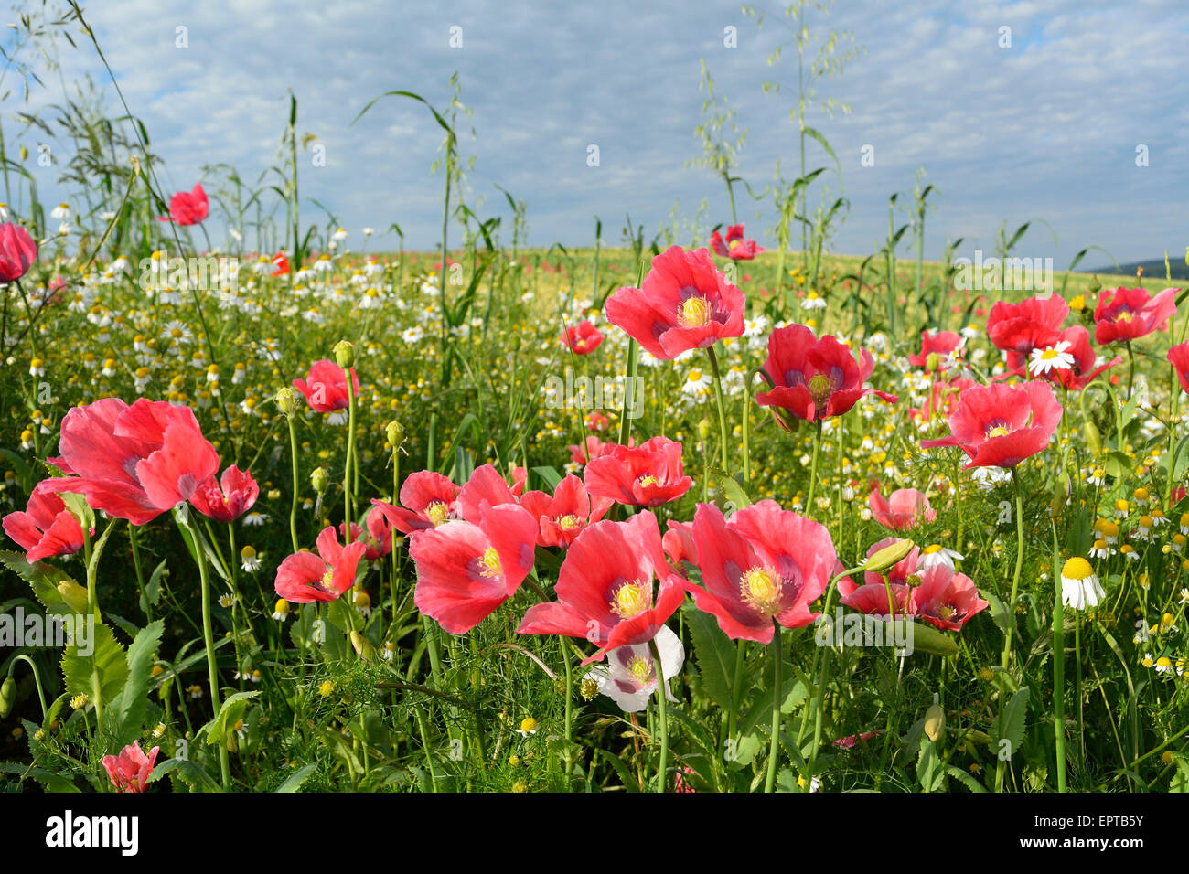 Opium Poppies (Papaver somniferum) and Chamomile (Matricaria chamomilla) Hoher Meissner, Werra Meissner District, Hesse, Germany Stock Photo
