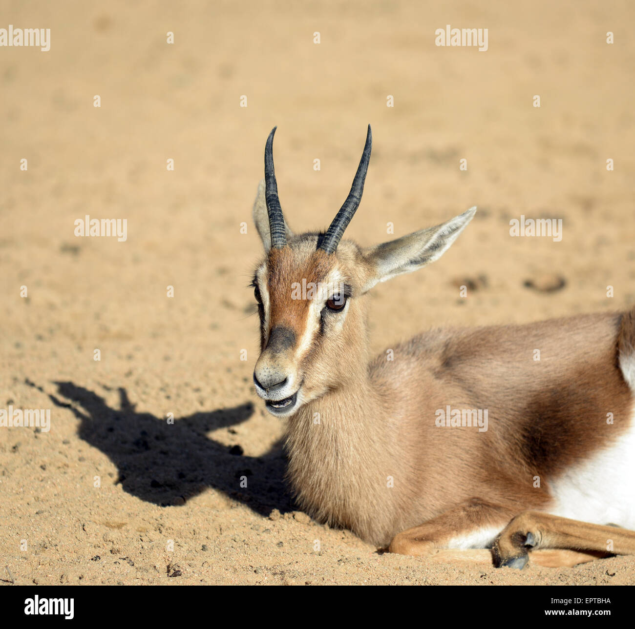 gazelle og sale