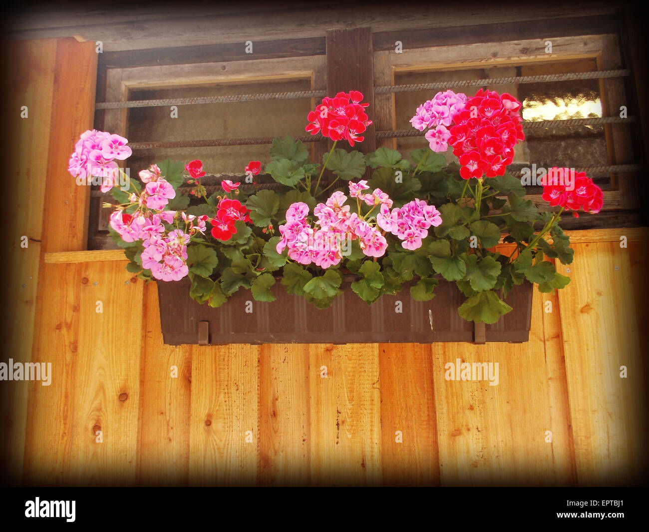 The beauty of the flowers on the window sill Stock Photo - Alamy