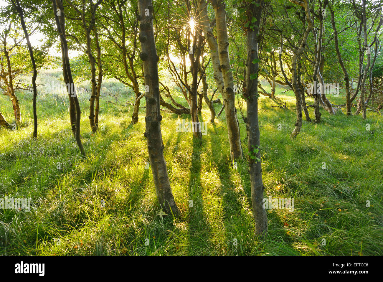 Birch Forest in the Dunes with Sun, Summer, Norderney, East Frisia Island, North Sea, Lower Saxony, Germany Stock Photo
