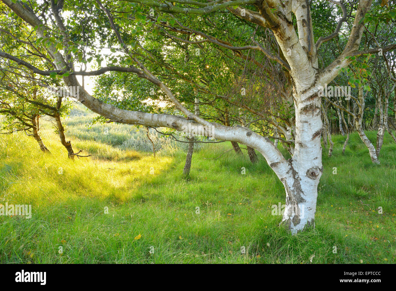 Birch Forest in the Dunes, Summer, Norderney, East Frisia Island, North Sea, Lower Saxony, Germany Stock Photo