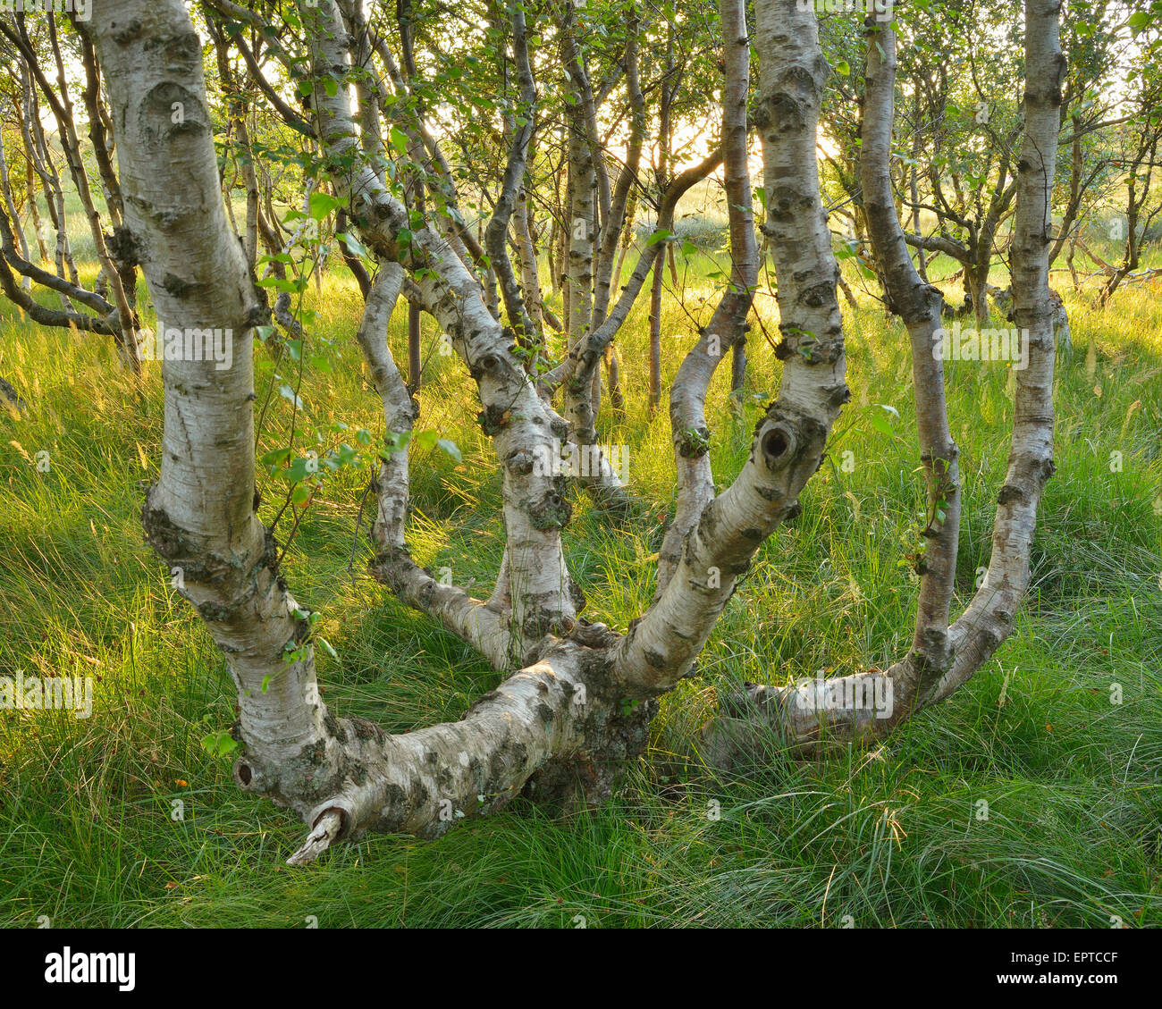 Birch Forest in the Dunes, Summer, Norderney, East Frisia Island, North Sea, Lower Saxony, Germany Stock Photo