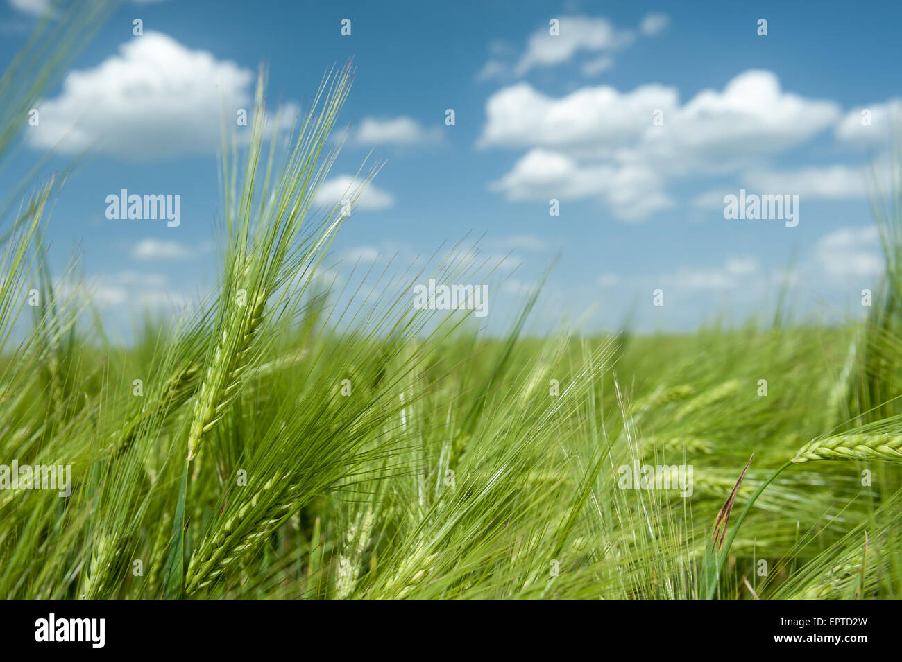 green wheat field and blue sky spring landscape Stock Photo - Alamy
