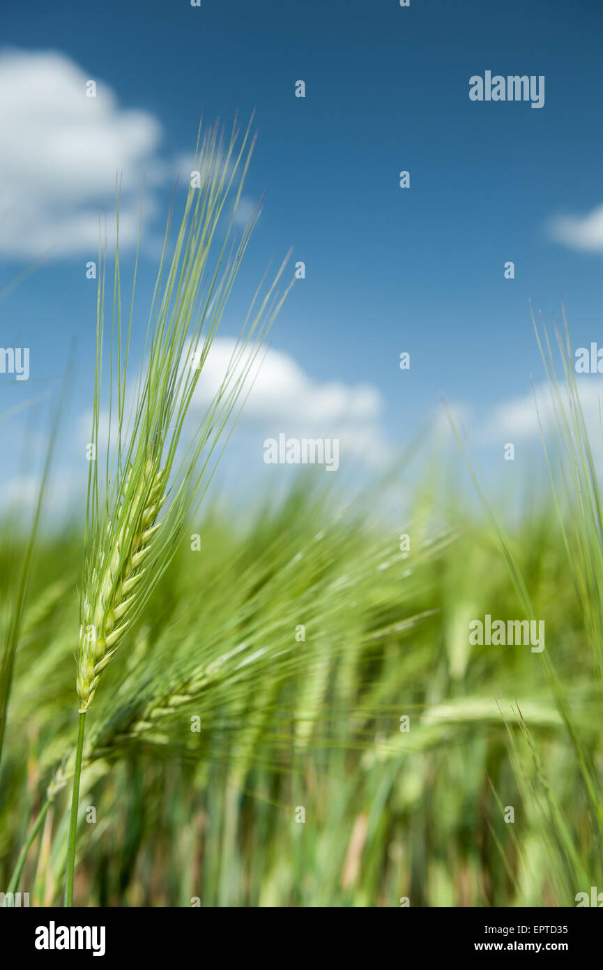 green wheat field and blue sky spring landscape Stock Photo - Alamy