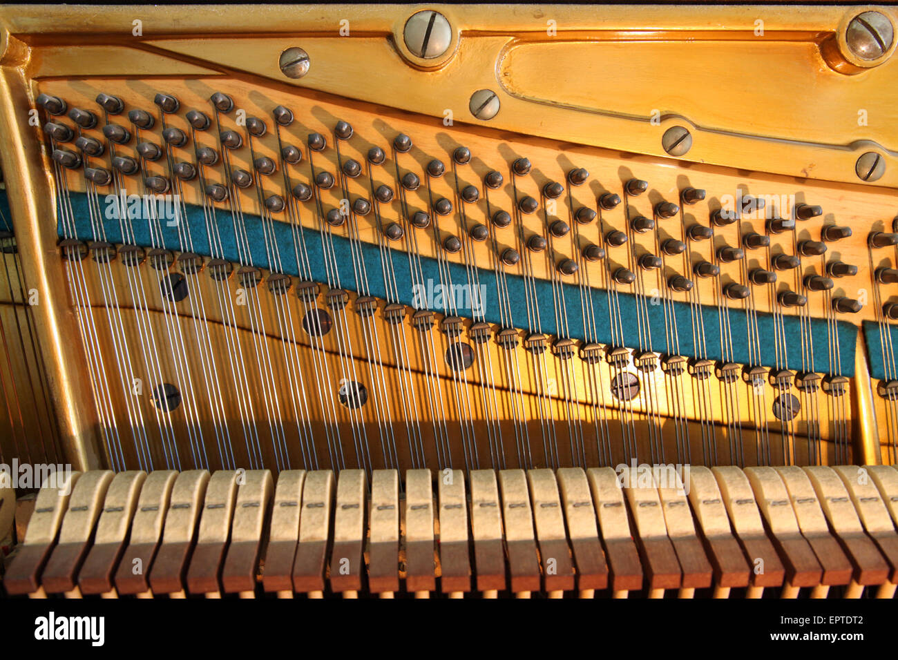 the strings, hammers, tuning pins and soundboard inside a Bechstein upright piano Stock Photo