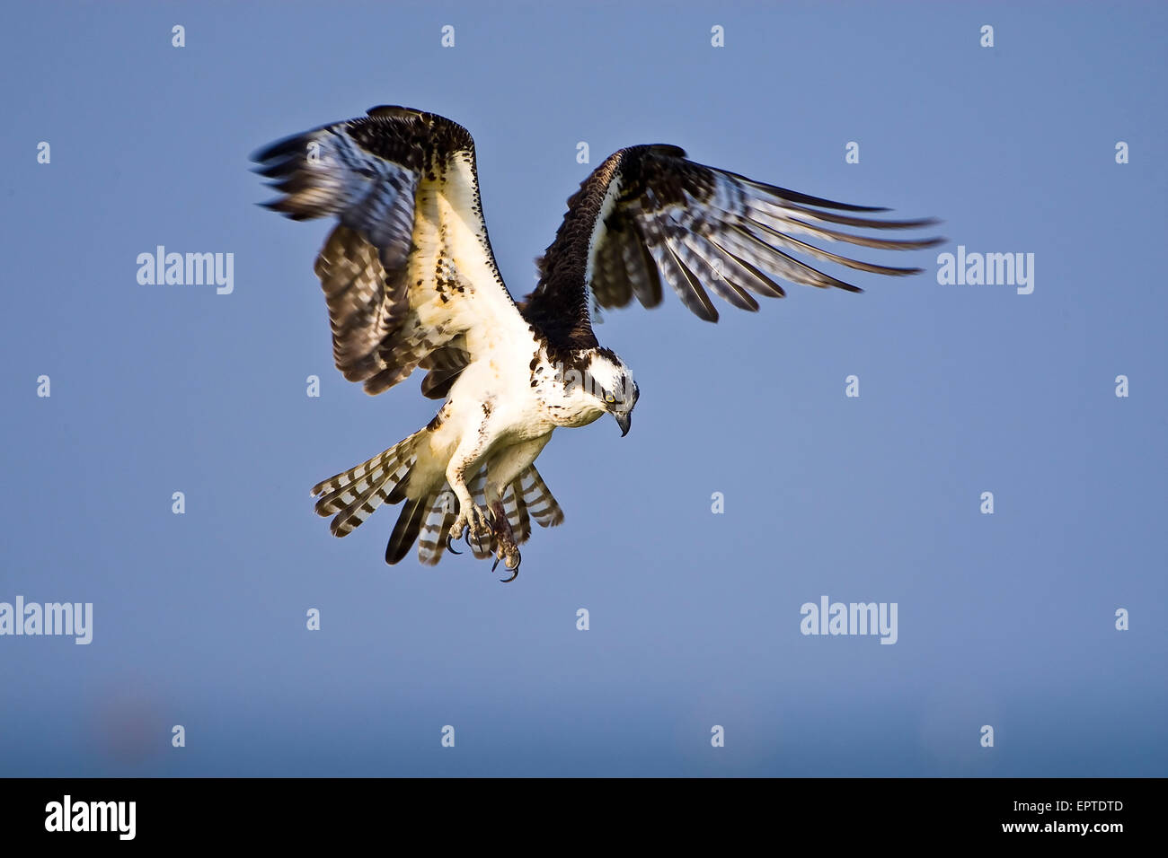 Gulf coast wing hi-res stock photography and images - Alamy