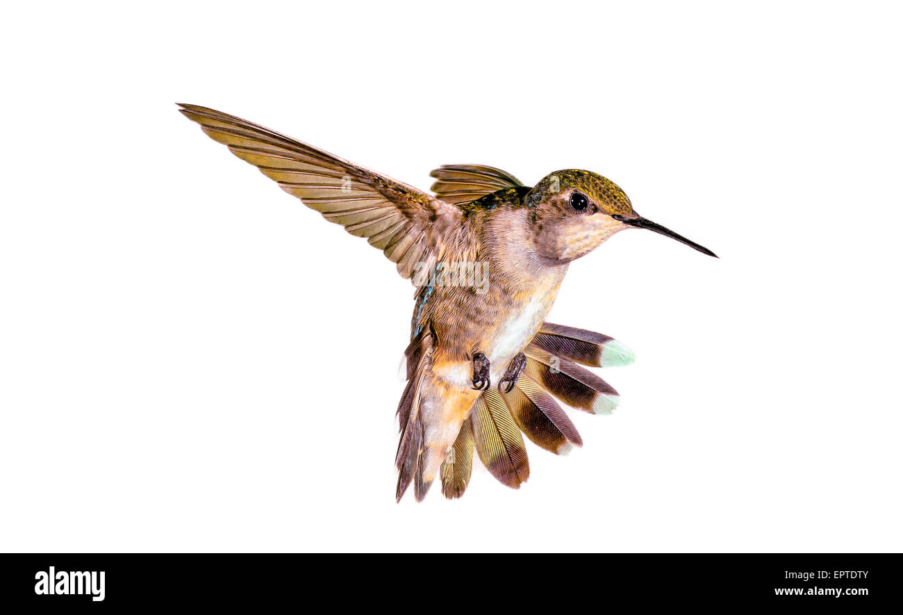 A female black-chinned hummingbird in flight showing off her tail feathers and in flight capabilities. Stock Photo